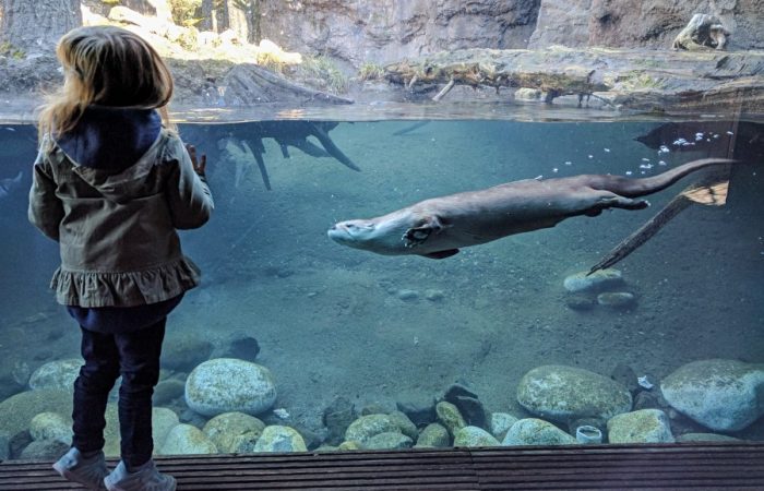 sea otter