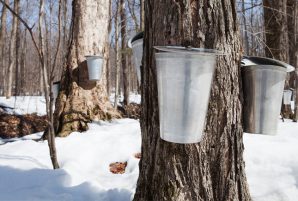 Maple Syrup Festivals in the GTA