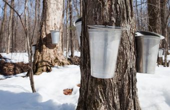 Maple Syrup Festivals in the GTA