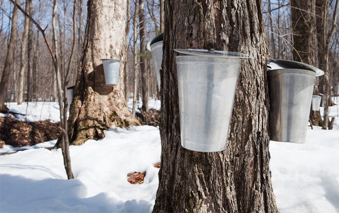 Maple Syrup Festivals in the GTA