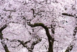 7 Family-Friendly Spring Festivals in Vancouver